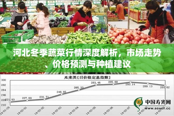 河北冬季蔬菜行情深度解析，市場走勢、價格預(yù)測與種植建議