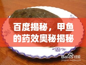 百度揭秘，甲魚的藥效奧秘揭秘！