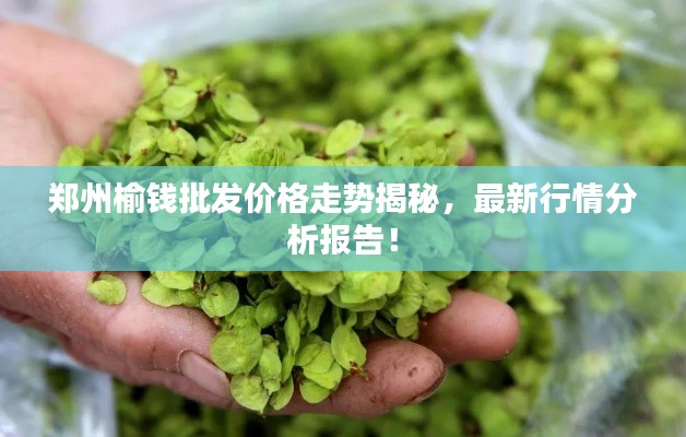 鄭州榆錢批發(fā)價格走勢揭秘，最新行情分析報告！