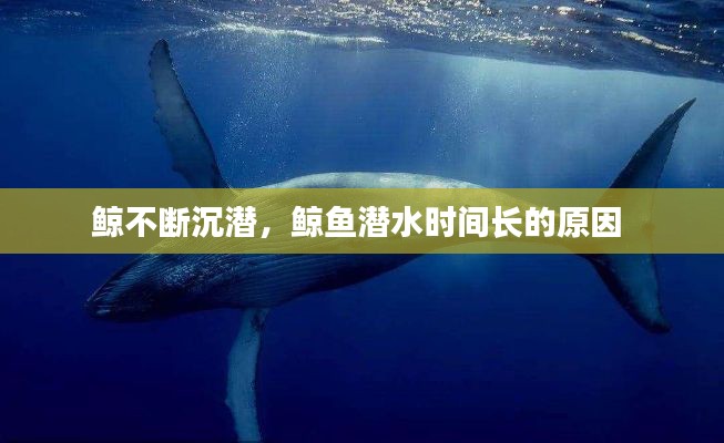 鯨不斷沉潛，鯨魚潛水時間長的原因 