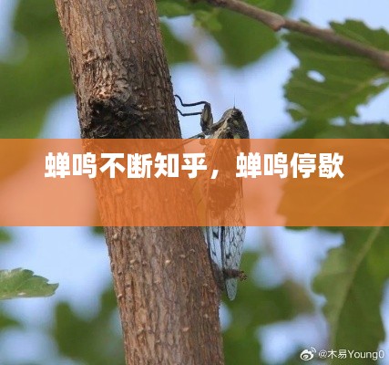 蟬鳴不斷知乎，蟬鳴停歇 