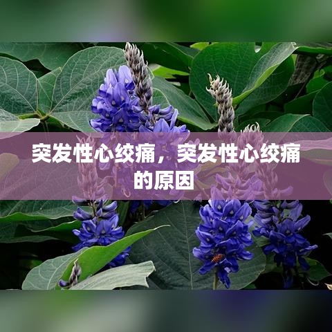 突發(fā)性心絞痛，突發(fā)性心絞痛的原因 