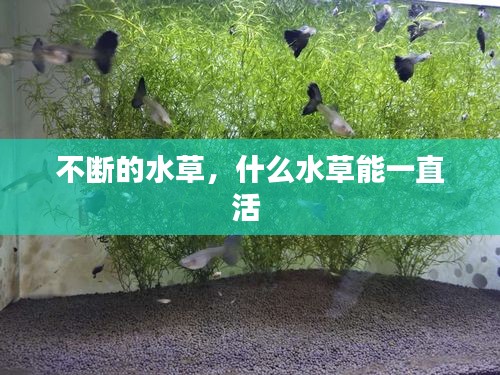 不斷的水草，什么水草能一直活 