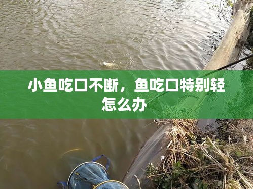 小魚吃口不斷，魚吃口特別輕怎么辦 