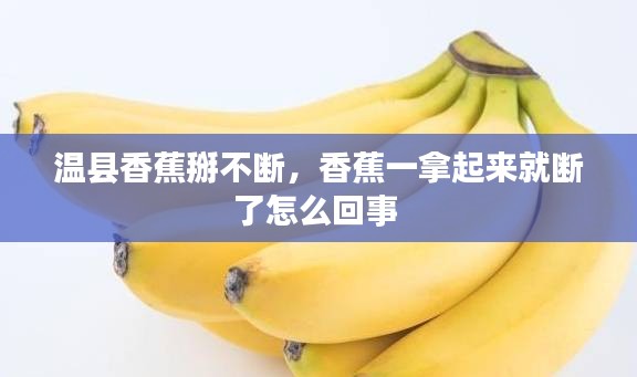 溫縣香蕉掰不斷，香蕉一拿起來就斷了怎么回事 