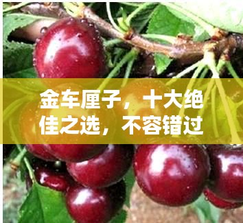 金車厘子，十大絕佳之選，不容錯過！