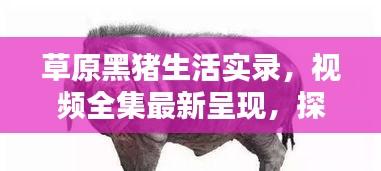 草原黑豬生活實錄，視頻全集最新呈現(xiàn)，探索黑豬草原生活的獨特魅力