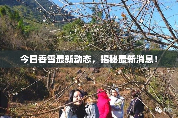 今日香雪最新動態(tài)，揭秘最新消息！