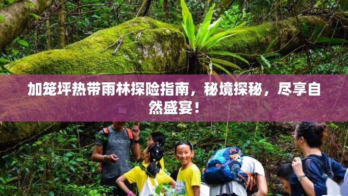 加籠坪熱帶雨林探險(xiǎn)指南，秘境探秘，盡享自然盛宴！