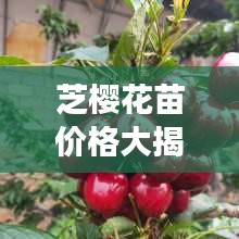 芝櫻花苗價格大揭秘，價值與種植成本全解析