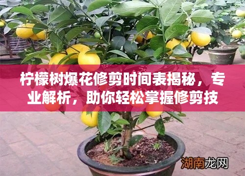 檸檬樹爆花修剪時(shí)間表揭秘，專業(yè)解析，助你輕松掌握修剪技巧