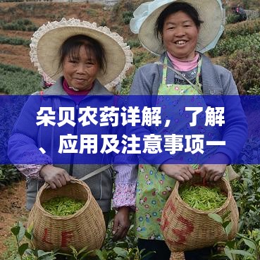 朵貝農藥詳解，了解、應用及注意事項一網(wǎng)打盡