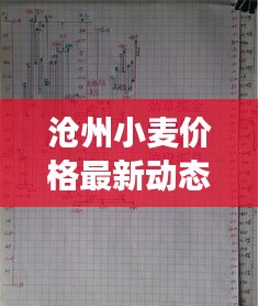 滄州小麥價格最新動態(tài)，市場走勢與影響因素深度解析