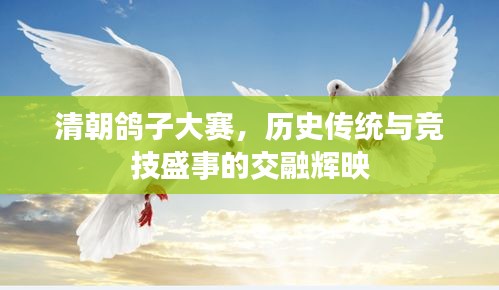 清朝鴿子大賽，歷史傳統(tǒng)與競技盛事的交融輝映